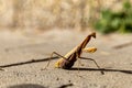 A beautiful praying mantis that basks in the sun and pretends to be invisible.... Royalty Free Stock Photo