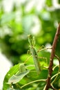 Green praying mantis with hands closed Royalty Free Stock Photo