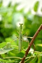 Green praying mantis with hands closed Royalty Free Stock Photo