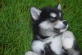 Beautiful Precious Face of a Husky Puppy on His Back