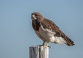 Swainson`s Hawk Royalty Free Stock Photo