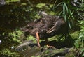 Beautiful Preening Brown Duck in a Swampy Pond