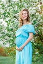 Beautiful pregnant woman in blue dress is standing near the cherry blossom. Pregnant young happy women in blossom white Royalty Free Stock Photo