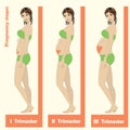 Beautiful pregnant woman.stages of pregnancy.