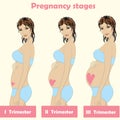 Beautiful pregnant woman.stages of pregnancy.