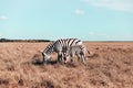 Beautiful pregnant zebra and cute baby are walking along the steppe and eating grass on a sunny day. Wild horse in the Royalty Free Stock Photo