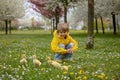 Beautiful preschool boy, playing with little ducks in the park Royalty Free Stock Photo