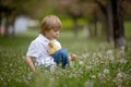 Beautiful preschool boy, playing in the park with little ducks and blowing dandelions, rural scene Royalty Free Stock Photo