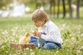 Beautiful preschool boy, playing in the park with little ducks and blowing dandelions, rural scene Royalty Free Stock Photo