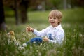 Beautiful preschool boy, playing in the park with little ducks and blowing dandelions Royalty Free Stock Photo