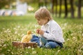 Beautiful preschool boy, playing in the park with little ducks and blowing dandelions Royalty Free Stock Photo
