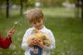 Beautiful preschool boy, playing in the park with little ducks and blowing dandelions Royalty Free Stock Photo