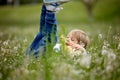 Beautiful preschool boy, playing in the park with little ducks and blowing dandelions Royalty Free Stock Photo