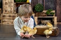Beautiful preschool child, boy, playing with ducklings at home