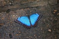 A Beautiful pretty colourful blue butterfly with wings spread