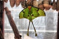 A Beautiful pretty colourful butterfly with wings spread