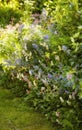 Beautiful, pretty and fresh flowers in a vibrant green garden. Catmint shrub that blooms with fragrant blossoms. Details