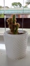 Beautiful prickly cactus in a small white pot