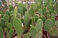 Beautiful prickly cactuses in the pots