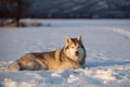 Beautiful and prideful siberian husky dog lying in the snow field in winter Royalty Free Stock Photo