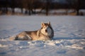 Beautiful and prideful siberian husky dog lying in the snow field in winter Royalty Free Stock Photo