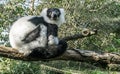 Beautiful primate animal portrait of a ruffed black and white lemur monkey sitting on a branch and looking in the camera