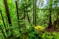 A Beautiful Primeval Rain Forest with Mystical Cedar Trees