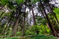 A Beautiful Primeval Rain Forest with Mystical Cedar Trees