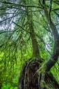 A Beautiful Primeval Rain Forest with Mystical Cedar Trees