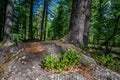 A Beautiful Primeval Rain Forest with Mystical Cedar Trees Covered with Moss