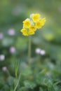 Beautiful primrose in green meadow in blurry mystical morning, outdoor