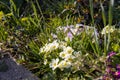 Beautiful primroses growing in the garden in the spring sunshine Royalty Free Stock Photo