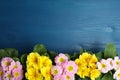 Beautiful primula primrose flowers on blue wooden table, flat lay with space for text. Spring blossom Royalty Free Stock Photo