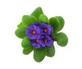 Beautiful primula primrose plant with purple flowers isolated on white, top view. Spring blossom