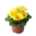 Beautiful primula primrose plant with yellow flowers isolated on white. Spring blossom Royalty Free Stock Photo