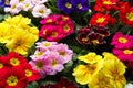 Beautiful primula primrose plants with colorful flowers as background, closeup. Spring blossom Royalty Free Stock Photo