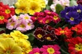 Beautiful primula primrose plants with colorful flowers as background, closeup. Spring blossom Royalty Free Stock Photo