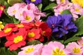 Beautiful primula primrose plants with colorful flowers as background, closeup. Spring blossom Royalty Free Stock Photo