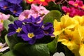 Beautiful primula primrose plants with colorful flowers as background, closeup. Spring blossom Royalty Free Stock Photo