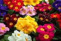 Beautiful primula primrose plants with colorful flowers as background, closeup. Spring blossom Royalty Free Stock Photo