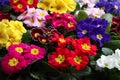 Beautiful primula primrose plants with colorful flowers as background, closeup. Spring blossom Royalty Free Stock Photo