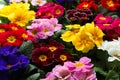 Beautiful primula primrose plants with colorful flowers as background, closeup. Spring blossom Royalty Free Stock Photo