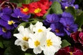 Beautiful primula primrose plants with colorful flowers as background, closeup. Spring blossom Royalty Free Stock Photo