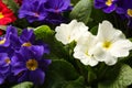 Beautiful primula primrose plants with colorful flowers as background, closeup. Spring blossom Royalty Free Stock Photo