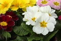 Beautiful primula primrose plants with colorful flowers as background, closeup. Spring blossom Royalty Free Stock Photo