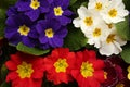 Beautiful primula primrose plants with colorful flowers as background, top view. Spring blossom