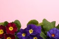 Beautiful primula primrose plants with colorful flowers on pink background, flat lay and space for text. Spring blossom Royalty Free Stock Photo