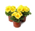 Beautiful primula primrose plants with yellow flowers on white background. Spring blossom Royalty Free Stock Photo