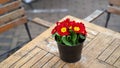 Beautiful primula vulgaris red potted flower on an outdoor cafe table