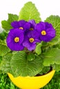 Beautiful primulas flowers on green grass